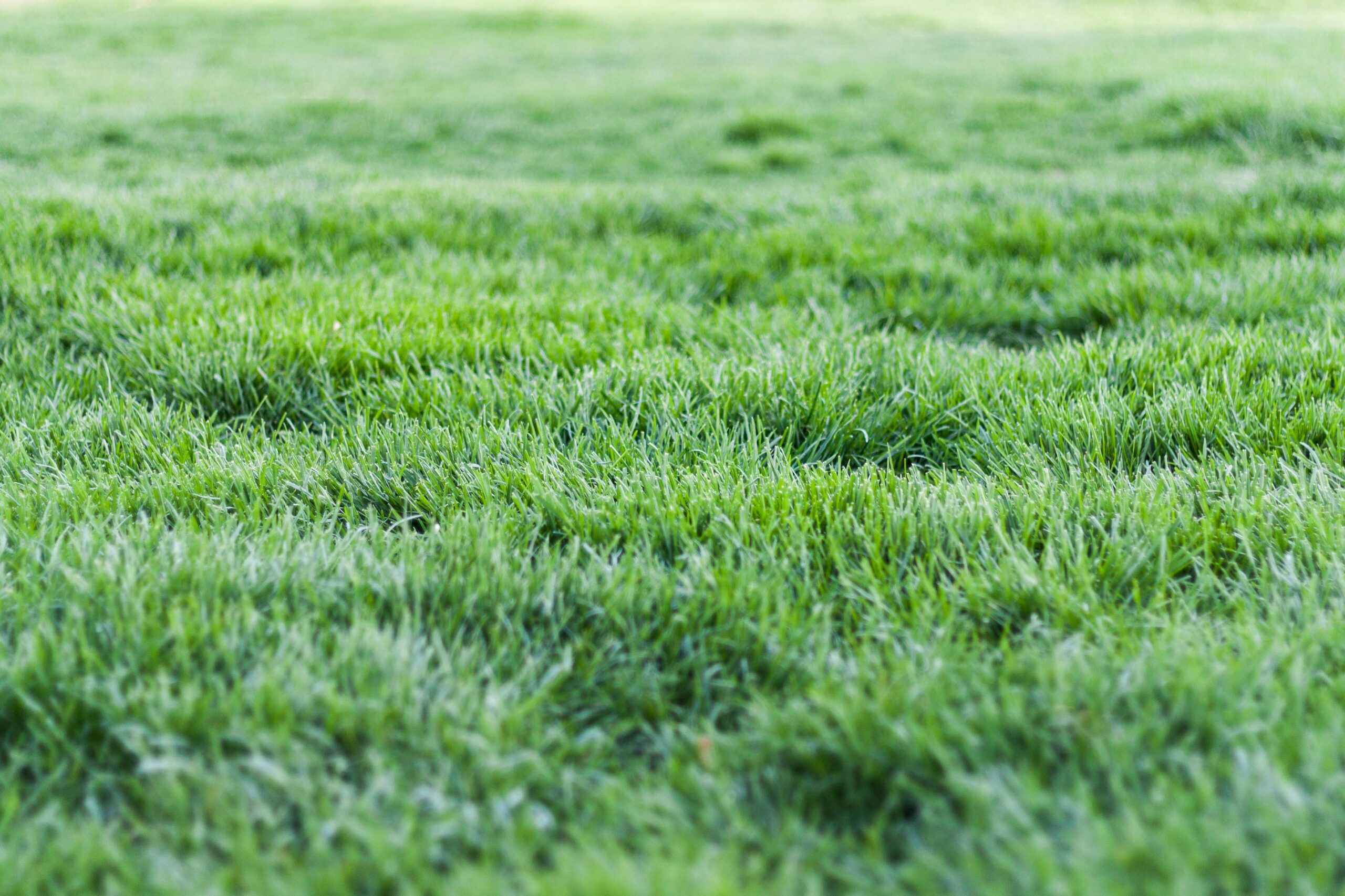 The green, green grass of home