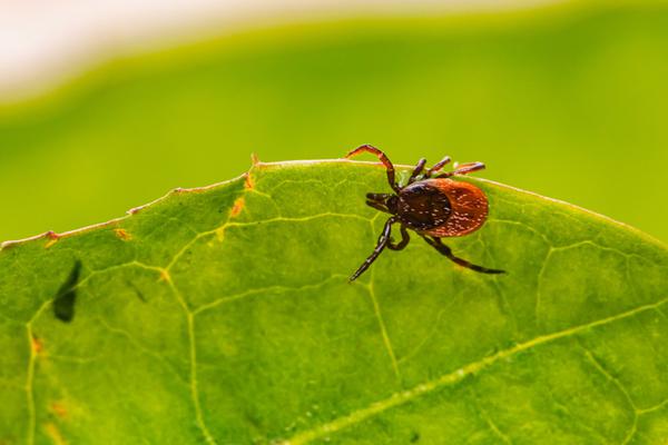 An uptick in ticks