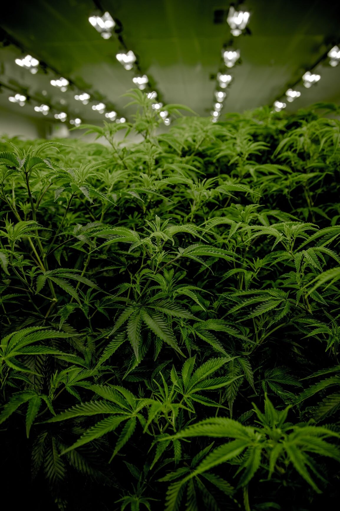 Richardson pushes for city bylaws on grow-ops