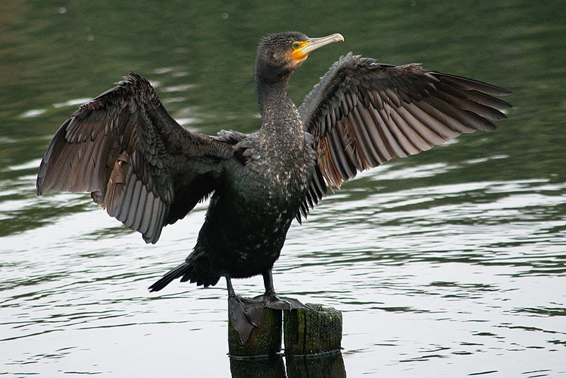 Ontario government opens 'fall harvest' on cormorant