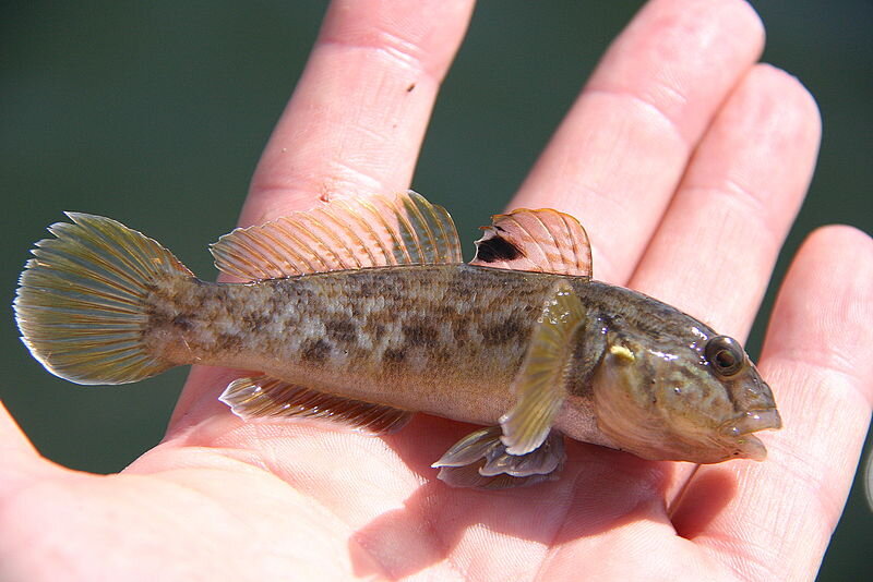 Invasive species: Boaters and anglers have critical role to play in Kawartha Lakes
