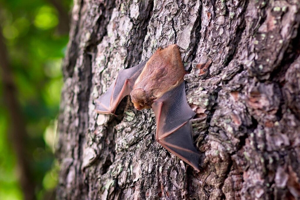 Beware of bats in your homes