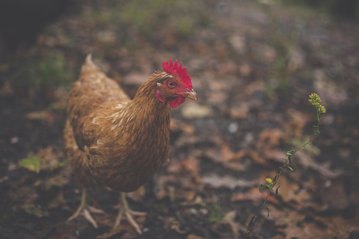 Charitable road tolls and backyard chickens: Council presentation