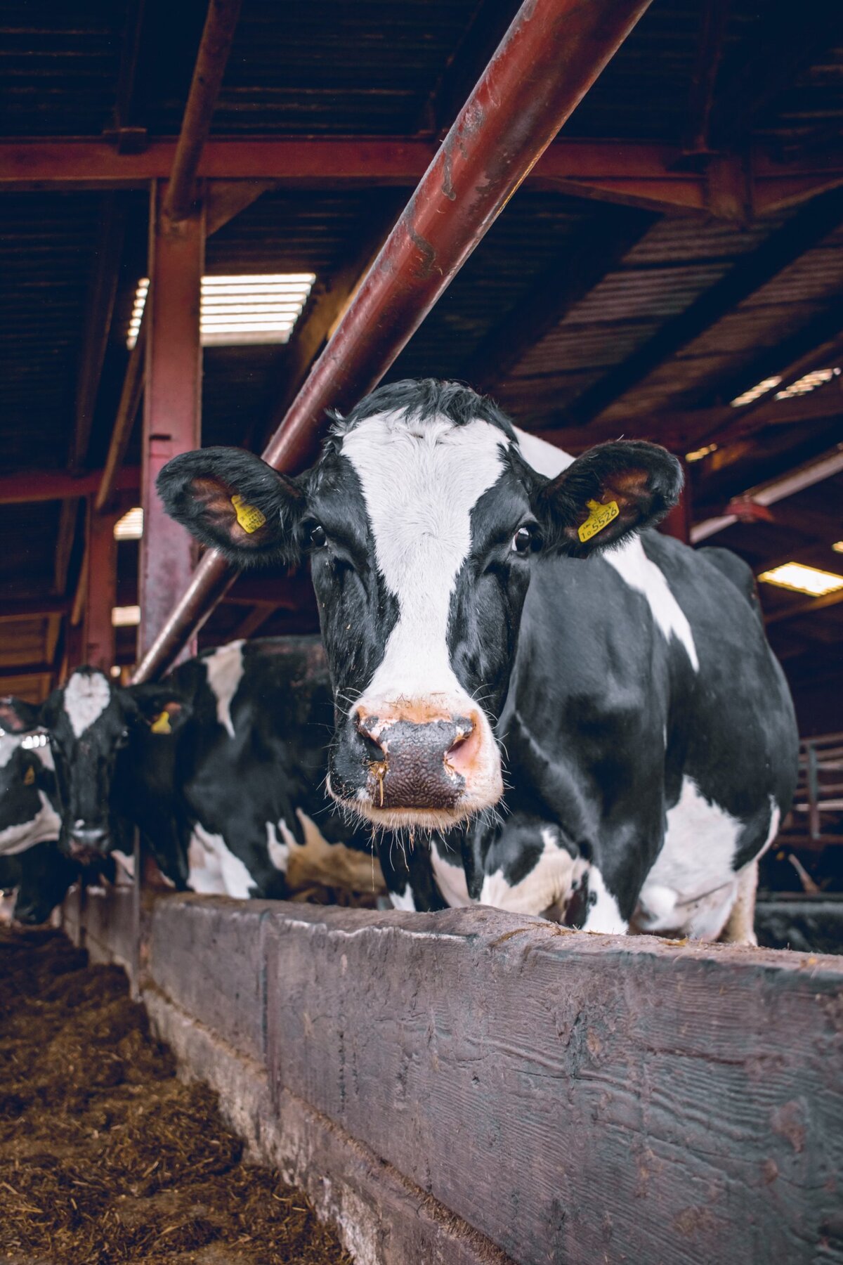 Kawartha Dairy and Mariposa Dairy will receive over $85,000 to enhance safety
