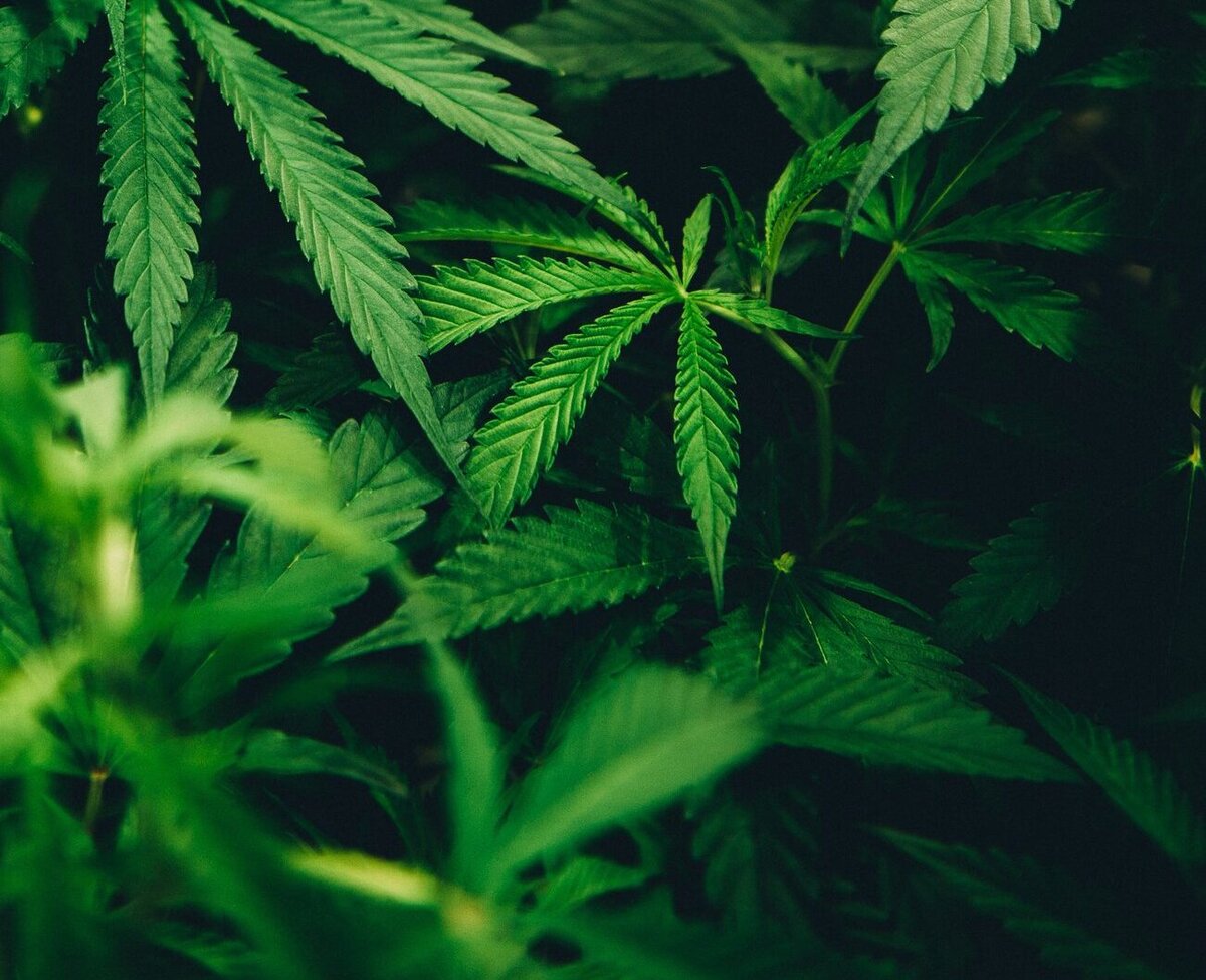 City reviews regulations related to cannabis production and cultivation