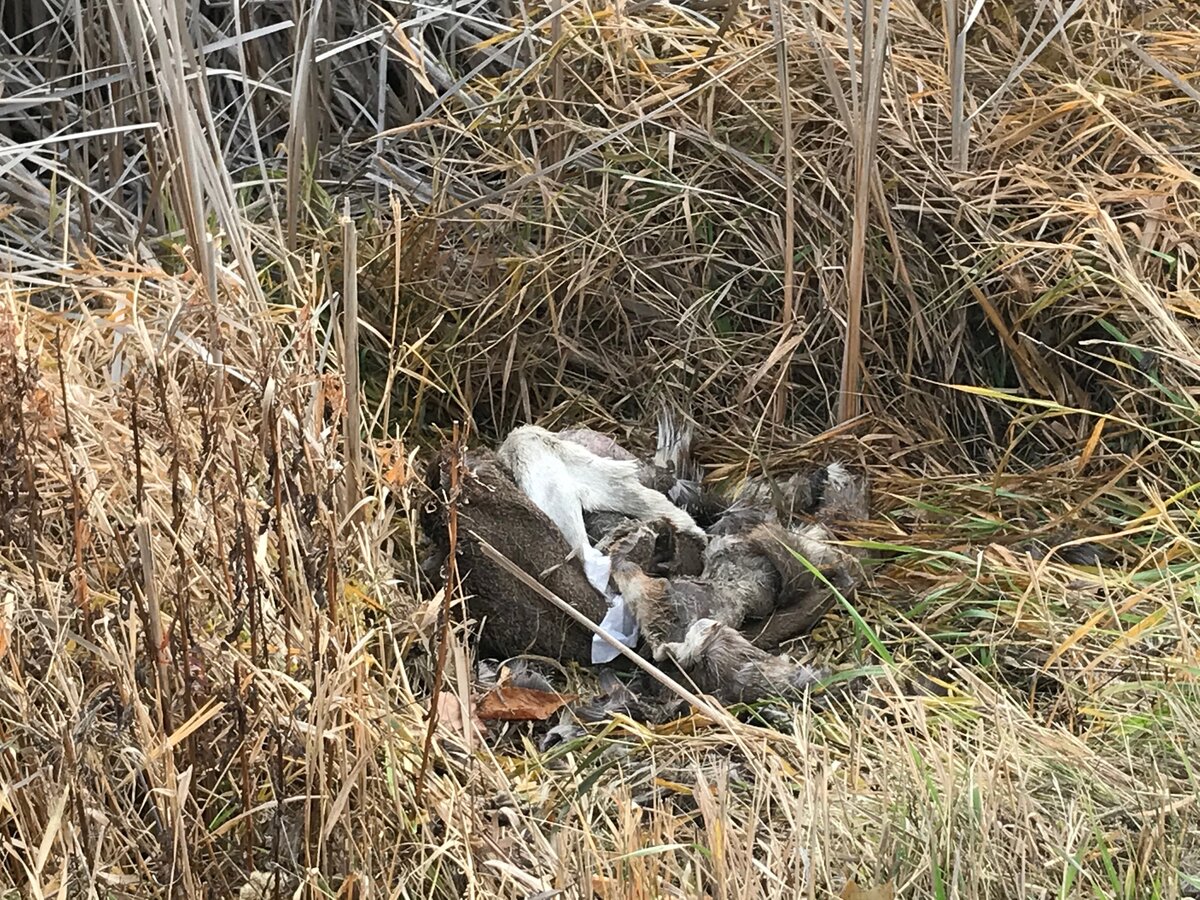 Deer remains in ditches: How COVID-19 is increasing animal waste on our roads