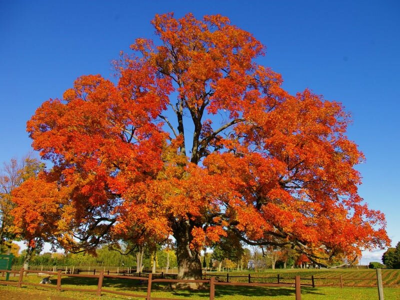 Calendar date change for leaf and yard collection