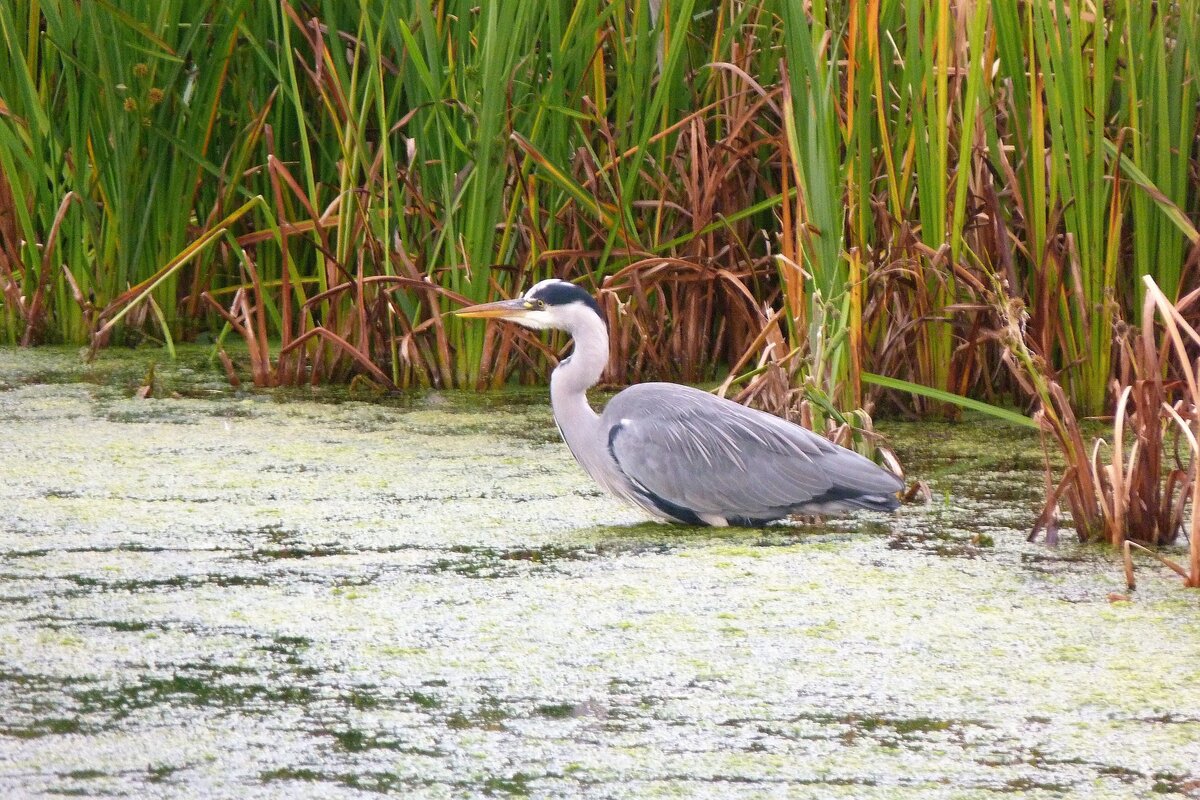 Wetlands need our protection, says reader, not MPP's tabled bill