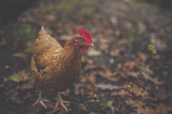 Fifty backyard chicken coop pilot applications now available