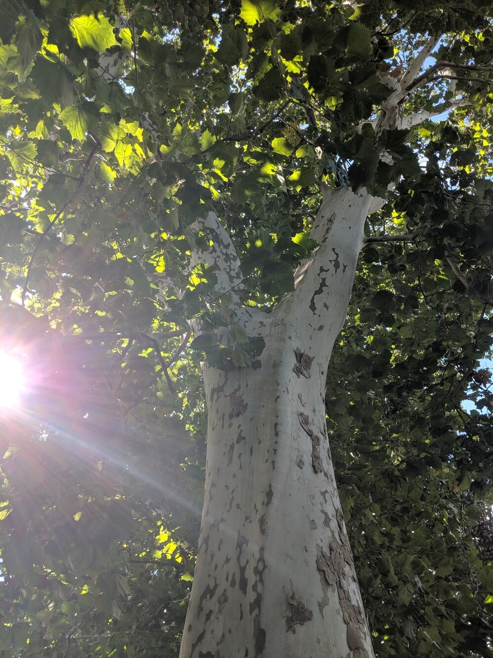Lindsay sycamore trees awarded heritage designation by Forest Ontario