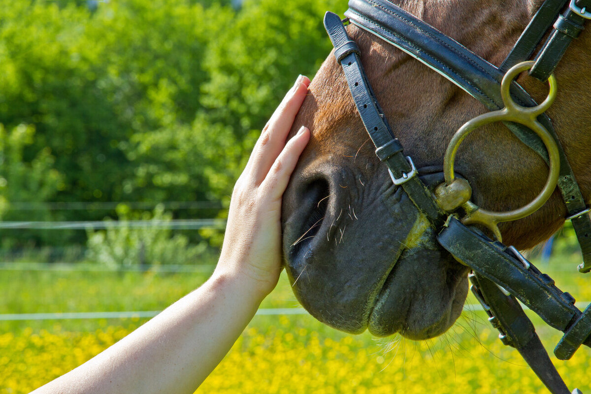 T.H.R.I.L. Therapeutic Horse Riding looking for volunteers