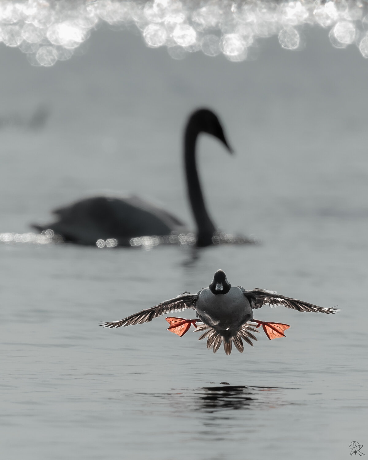 Birds: With a little help from their friends