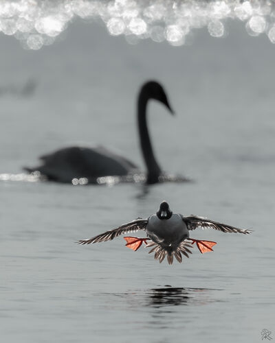 Birds: With a little help from their friends