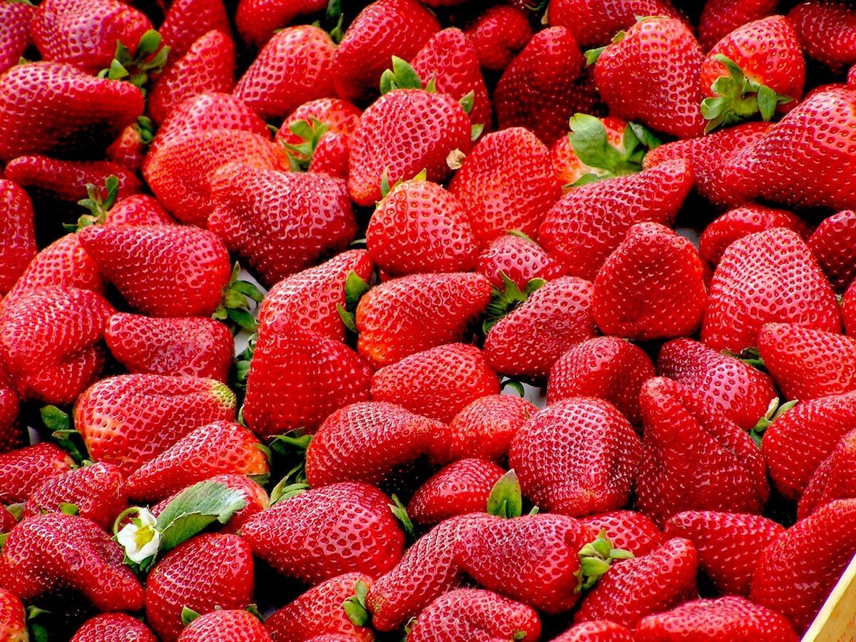 Strawberries and the Mishkodeh event in Bobcaygeon