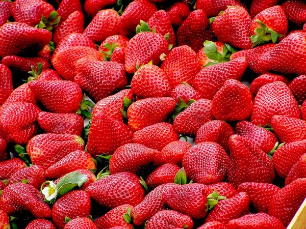 Strawberries and the Mishkodeh event in Bobcaygeon