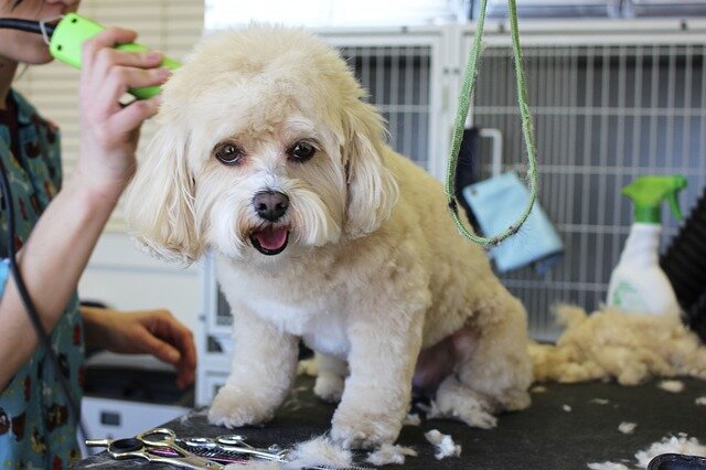 Pet grooming business break-in