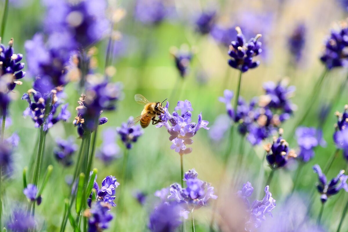 Where have all the insects gone?