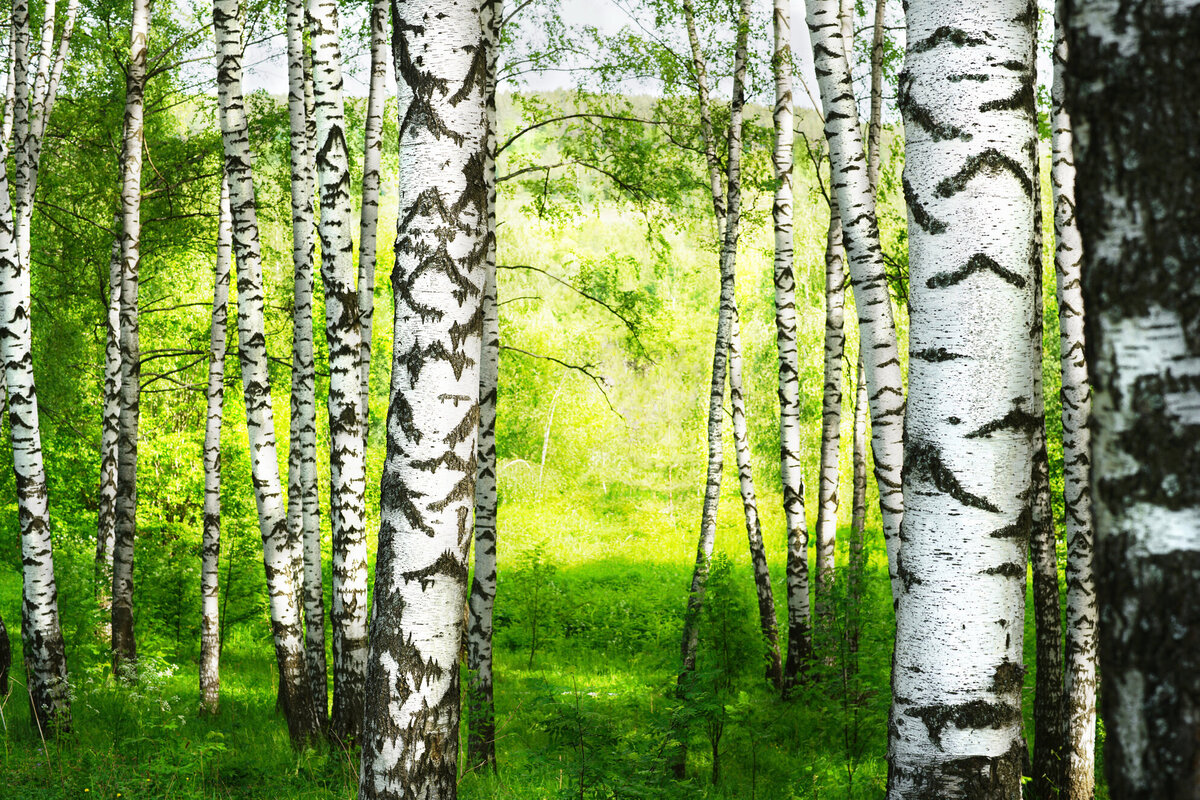 Kawartha Land Trust offers 'passports to nature'