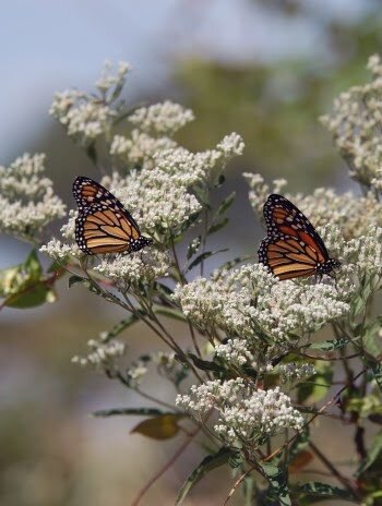 Monarch friendly initiative taking place along trail network