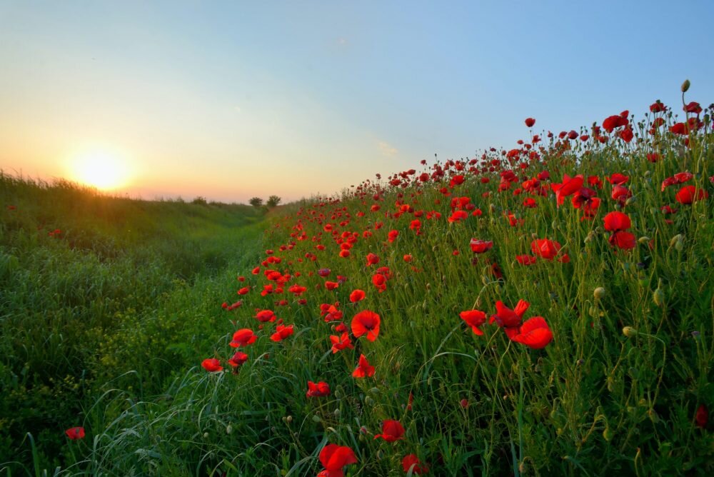 We will remember them