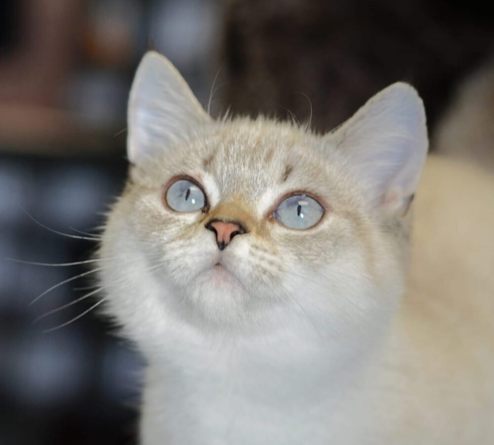 Humane Society of Kawartha Lakes connects adoptable pets with good homes during National Adoption Week