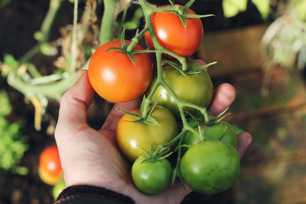 Kawartha Lakes Food Source looks to create vegetable gardens near social housing