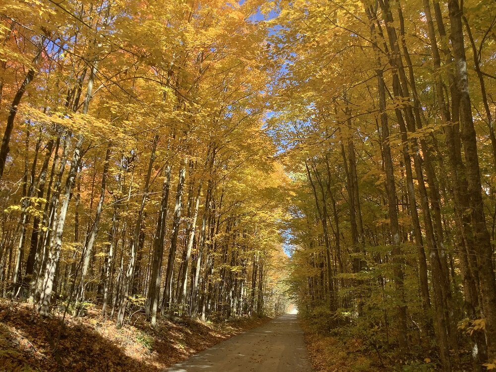 City proposes tree preservation bylaw