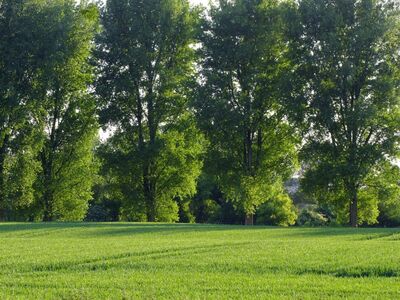 Get your seedlings now for spring planting