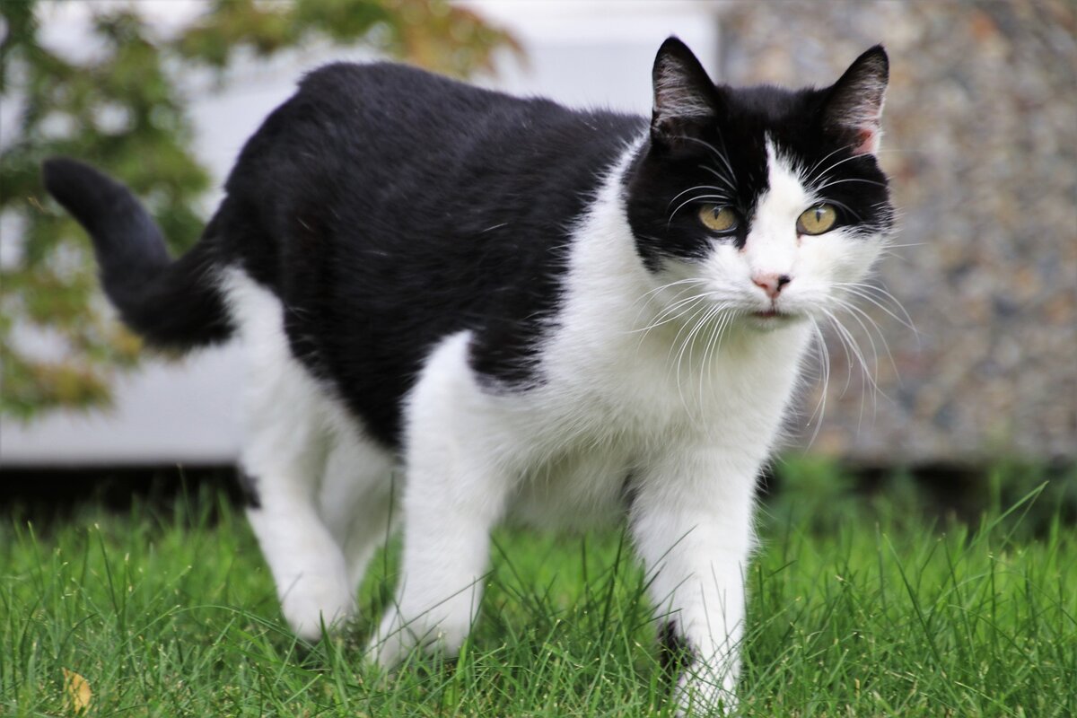 Humane Society reminds of new protocols for lost or found pets in Kawartha Lakes