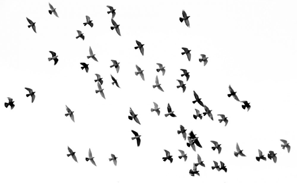 Birds of a Feather