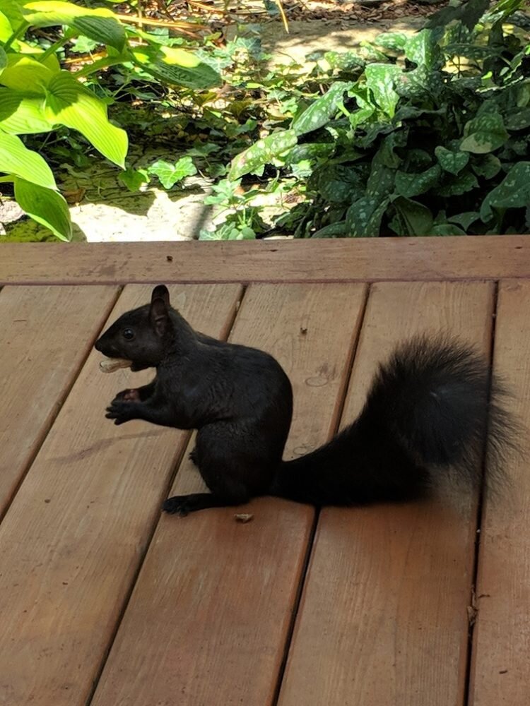 City warns woman not to feed the squirrels in her yard