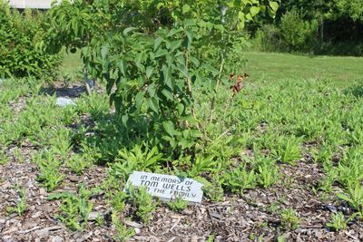 City blames wet spring and summer for weedy lilac gardens at Lindsay’s Logie Park