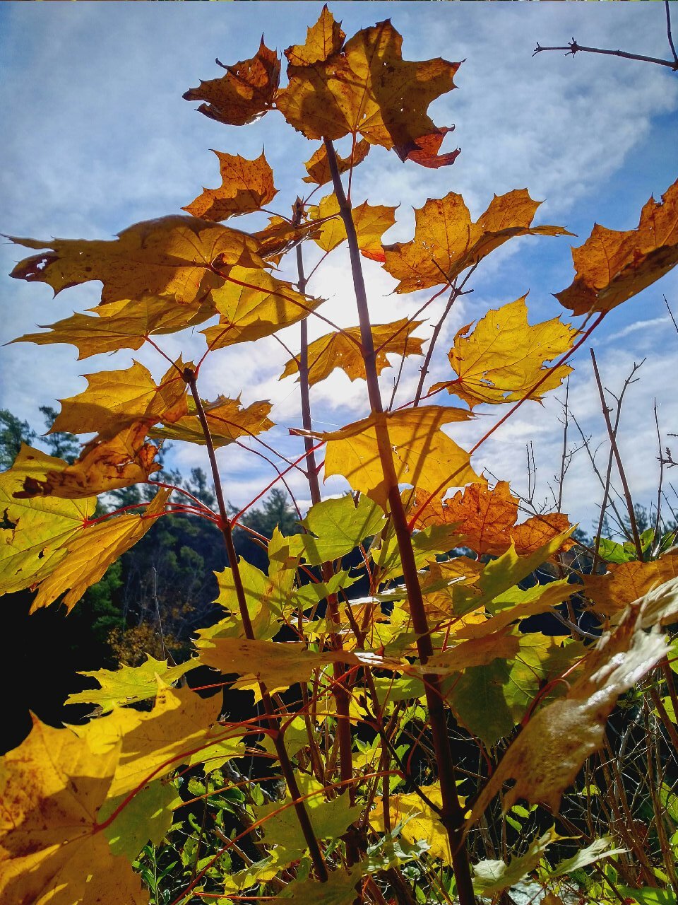 First ever Kawartha Lakes Healthy Environment Plan
