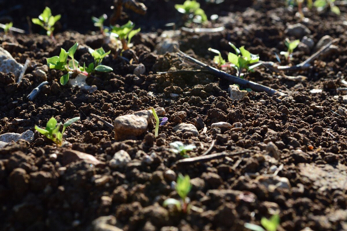Building soil and increasing profits: agriculture workshop