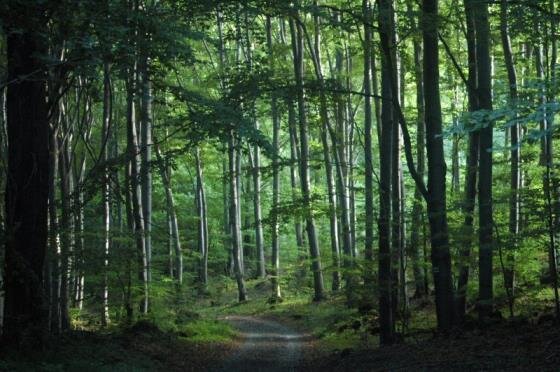Seniors Walking in Nature: Kawartha Conservation