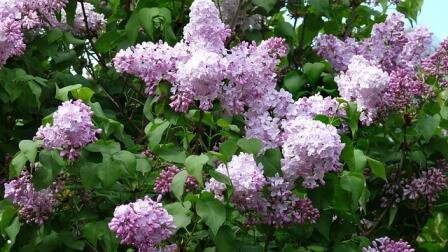 Lindsay’s lilac gardens coming back in 2019