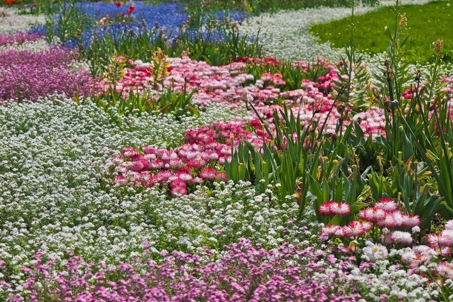 Low-cost native plant program opens