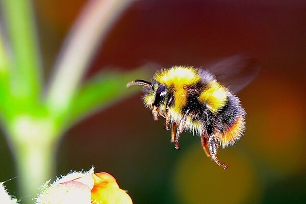 City celebrates first year as official “Bee City”