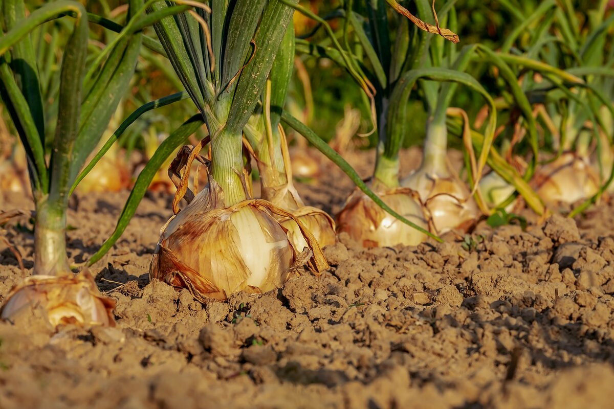Fleming's sustainable agriculture program sees big increase in international students