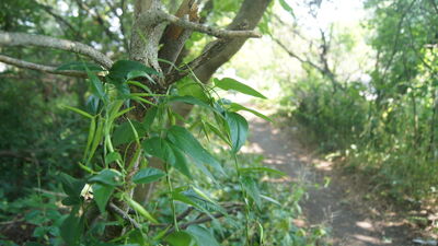 The aliens are here: Invasive Dog-Strangling Vine threatens Lindsay’s ecosystem