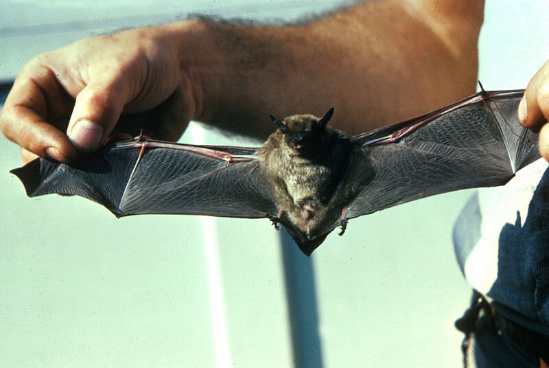 Rabid bat reminder to take precautions
