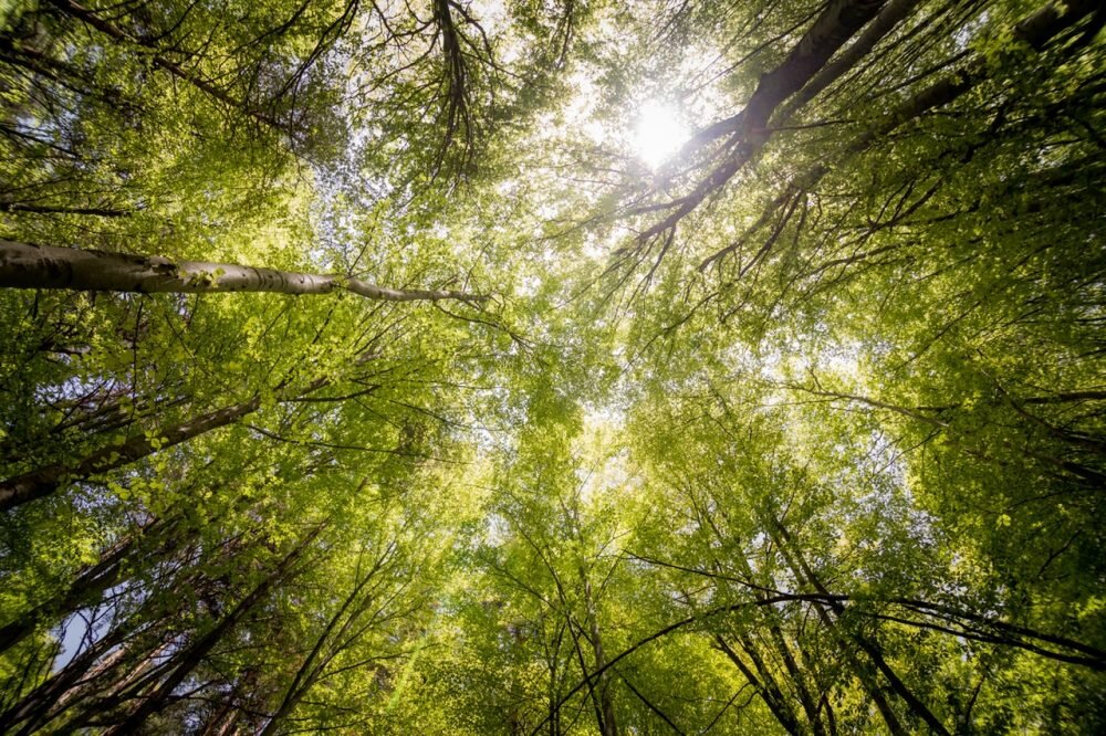 Seven reasons why we need trees