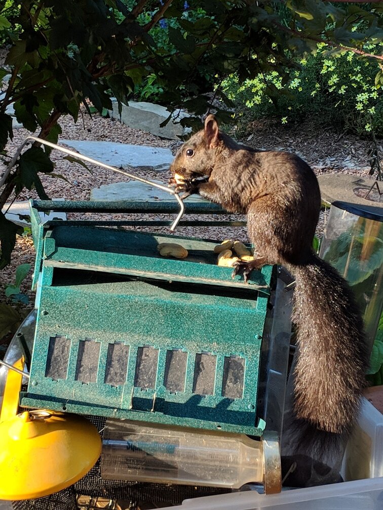 Man versus Squirrel: The epic battles