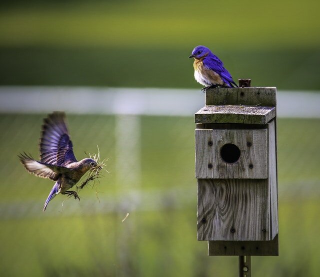For the Birds is Moving Nov. 6