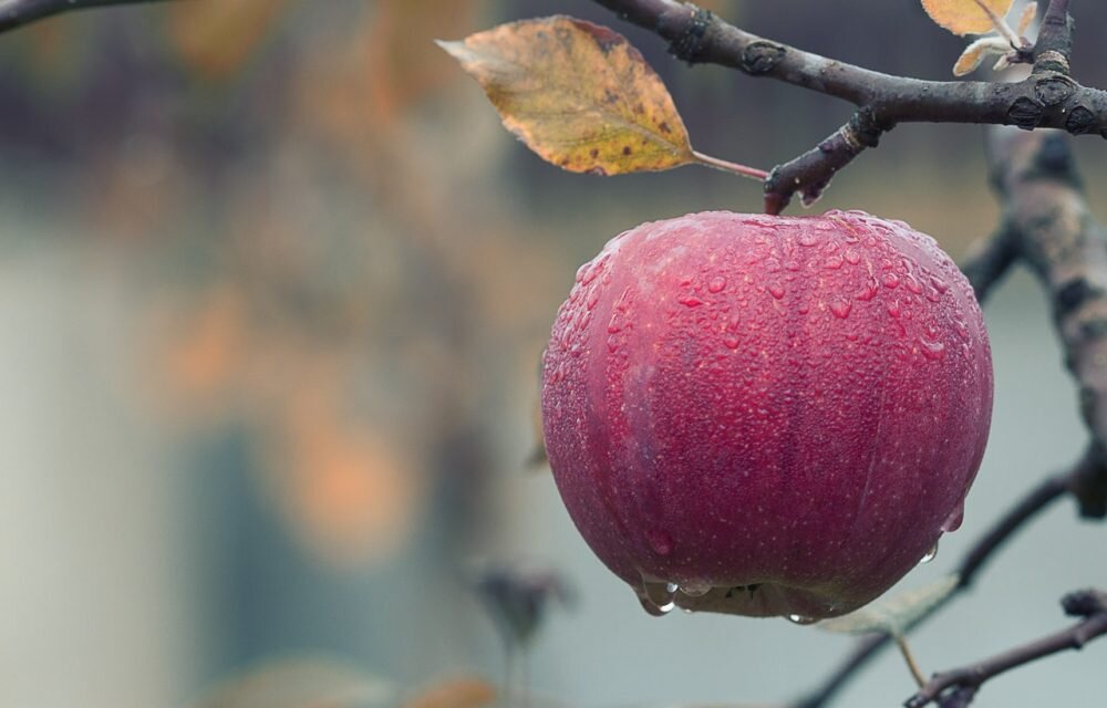 Kawartha Lakes community coming together to create access to fresh fruit