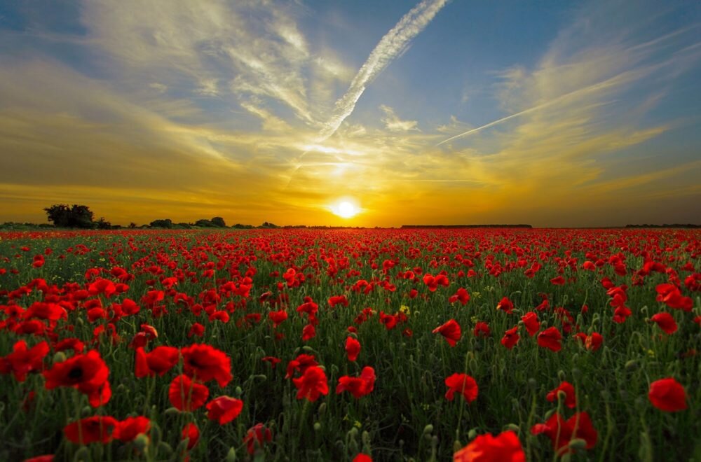 Lest we forget: 100 years after the Great War