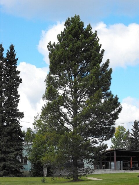 Canada’s trees at Victoria Park