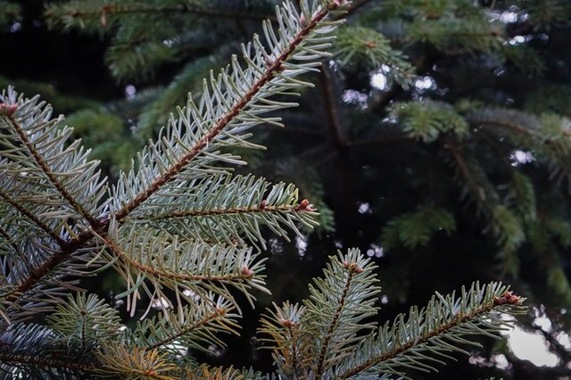 Commonwell's Christmas tree give-away