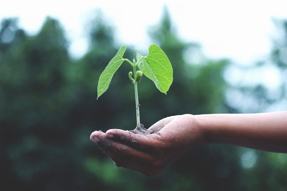 Growing hope for the New Year