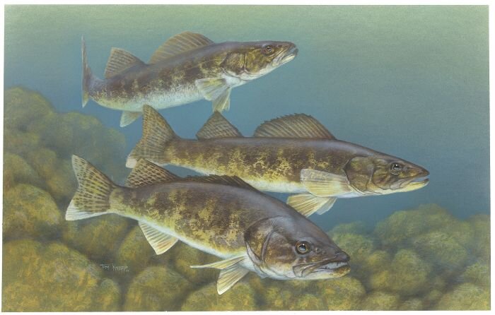 Residents can help walleye conservation in Lake Scugog